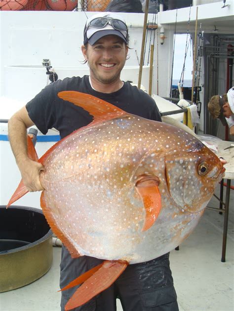 Moonfish (Opah) .